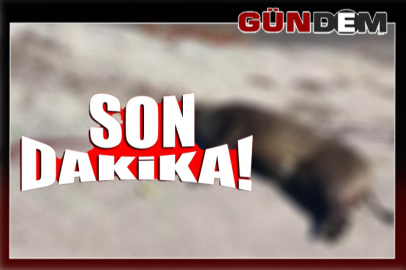 Zonguldak'ta şok görüntü; Yiyecek ararken ölümle buluştu!