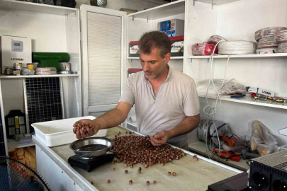 Alaplı'da fındık fiyatları yükseldi!