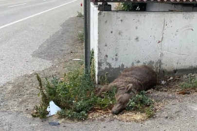 Mahalleye inen ayıya araç çarptı...