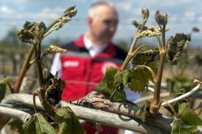 Zirai dondan etkilenen çiftçilere destek ödemesi yapılacak