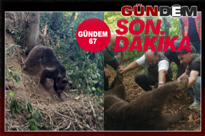 UYUŞTURULARAK KURTARILDI!!!