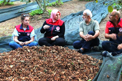 FINDIKTA YENİ DÖNEM!