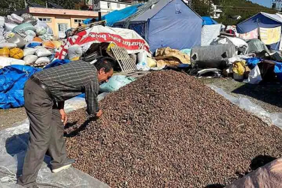 Köy köy dolaşıp boş fındık avına çıkıyorlar!
