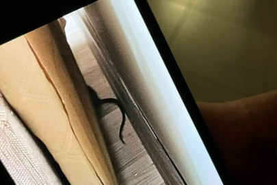 KYK kız öğrenci yurdunu böcek ve fare istilası yaşandı
