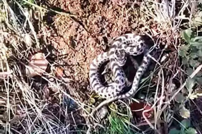 Mantar Toplarken Engerek Yılanıyla Karşılaştı!