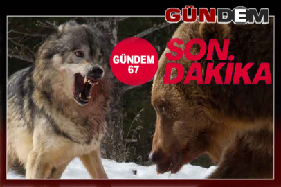 Çaycuma'da ayı ile kurt alarmı!