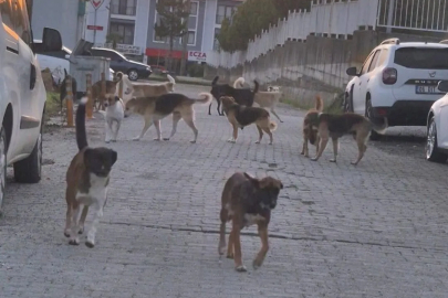 Sokak köpeği sürüsü tehlike saçıyor!