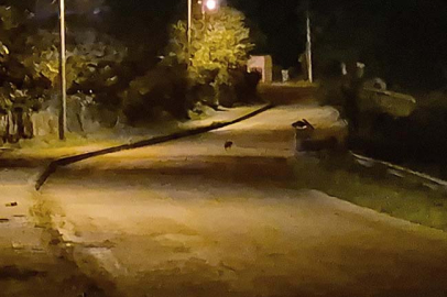 Aç kalan çakal yavruları şehir merkezinde!!!