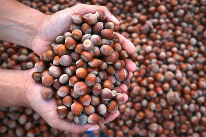 Zonguldak’ta fındık fiyatları rekor kıracak!