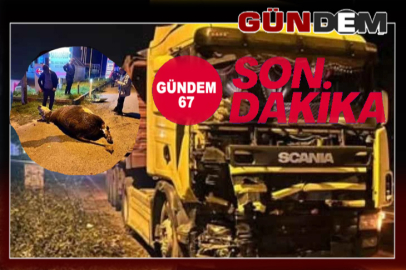 TIR ineğe çarptı! Hayvan telef oldu!