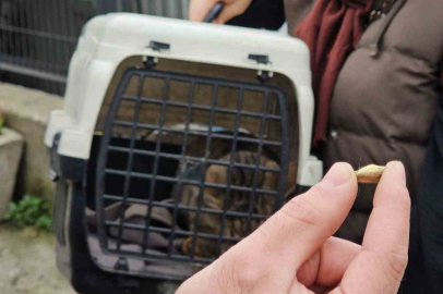 Zonguldak’ta ‘öldü’ sanılan kedi, bacağında mermiyle geri döndü!