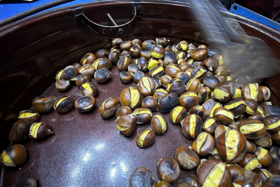 Düzce'nin Coğrafi İşaretli "Kuzu Kestanesi" Tezgahları Süsledi