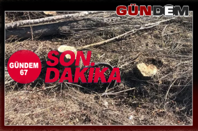 Ağaç keserken hayatını kaybetti!