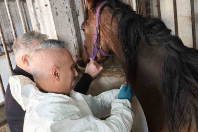 Milyonluk safkan İngiliz atına sağlık taraması!