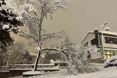 Kar ağırlığına dayanamayan çok sayıda ağacın dalların kırıldı!