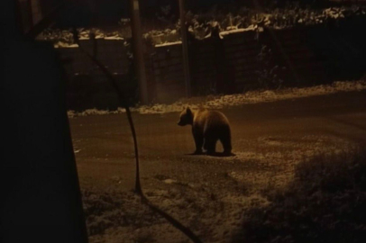 Ayı şehir merkezine inerek korku saldı!