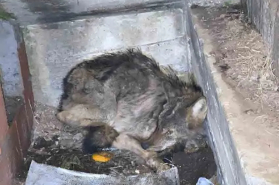 Zonguldak'ta aç kalan kurt köpek barınağına sığındı!