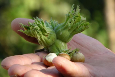 Fındık ihraç rakamları geçen yılın gerisinde kaldı!