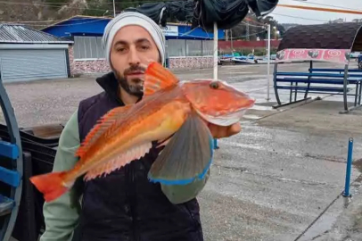 Zonguldak’ta 2 kiloluk Kırlangıç Balığı tezgaha çıktı!