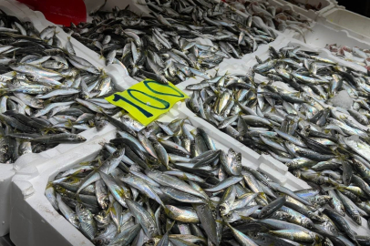 Zonguldak'ta tezgahlarda istavrit kilosu 100 lira!