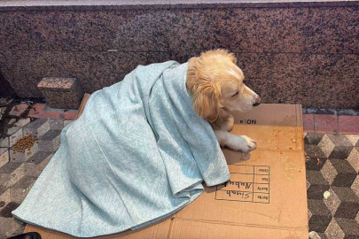 Üşüyen köpeğe yeni aldığı yorganı örten esnaf yürekleri ısıttı!