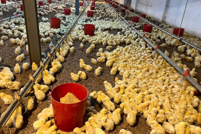 Kümes yangını korkuttu!