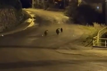 Yaban domuzları yerleşim alanında yiyecek aradı!