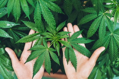 Zonguldak’ta kenevir yetiştiriciliğine resmi onay verildi!