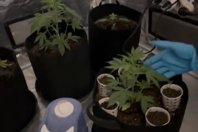 Özel düzenekle uyuşturucu yetiştirilen eve polis baskını!