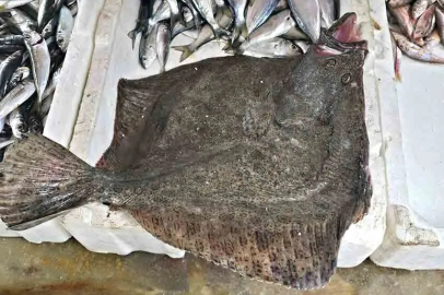 3,5 kiloluk kalkan ilgi odağı oldu!