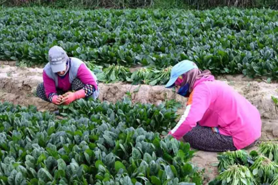Pazaryerlerinde ıspanak alarmı!