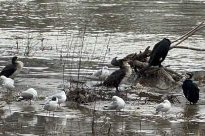 Alaplı Çayı yüzlerce kuş türüne köprü oluyor!
