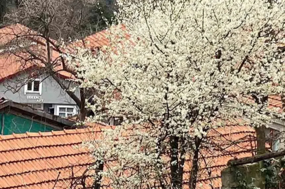 Zonguldak’ta Bahar Erken Geldi: Ağaçlar Çiçek Açtı