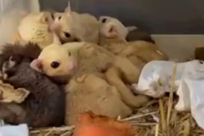 Isparta’da yasa dışı 35 hayvana el konuldu