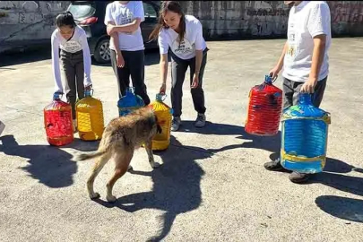 Atık yemekler sokak hayvanlarına umut oluyor!