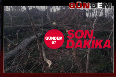 Kestiği ağacın altında kalarak yaralandı!