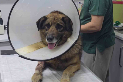 Havladığı için 4 kurşunla vurulan köpek hayata tutundu!!!