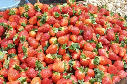 Zonguldak’ta yazın habercisi çilek tezgahları süsledi!