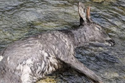Devrek’te Cansız bedeni bulundu!