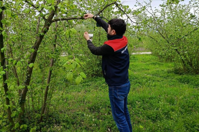 Fındık bahçelerinde takip başladı!