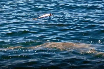 Kdz. Ereğli sahilinde ürküten manzara!