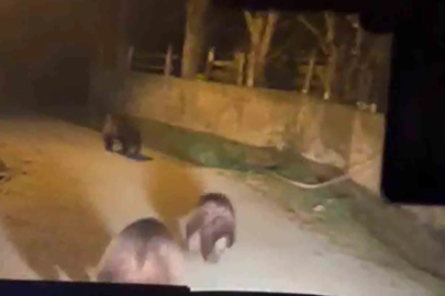 Zonguldak’ta ayı paniği!