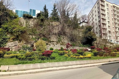 Zonguldak’ta Duvarda Orman; Taşta Ağaç Yetişti