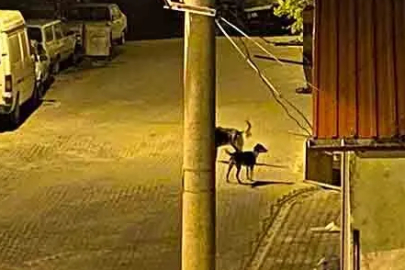 Başıboş köpekler korku salıyor!