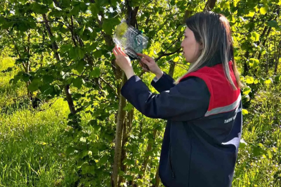Çaycuma’da kokarca seferberliği!