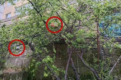 Ya zabıta, ya Polis: Bulun bu alçağı!