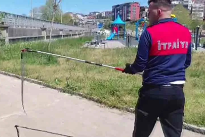 Alaplı'da dernek binasına girmeye çalışan yılan yakalandı!