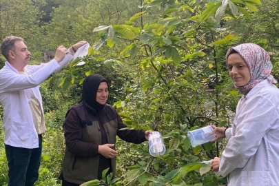Kestane gal arısına karşı biyolojik mücadele!