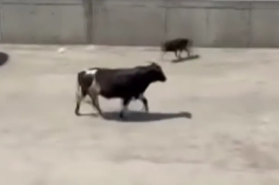 Firari Dana Sahibine Zor Anlar Yaşattı!