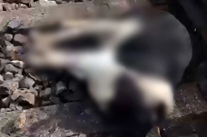Çaycuma güne vahşetle uyandı: 2 masum can ölü bulundu!